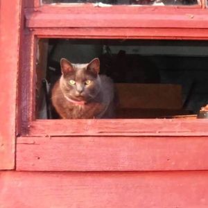 Meet your Posher, Shay